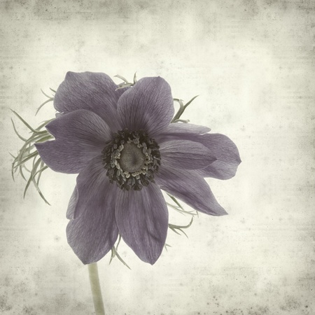 textured old paper background with graden anemoneの写真素材