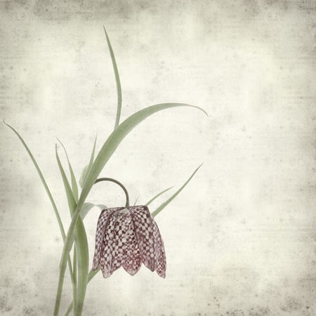textured old paper background with fritillariaの写真素材