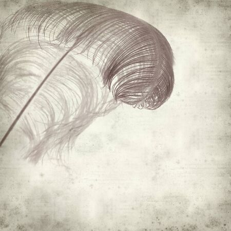 textured old paper background with dyed ostrich featherの写真素材