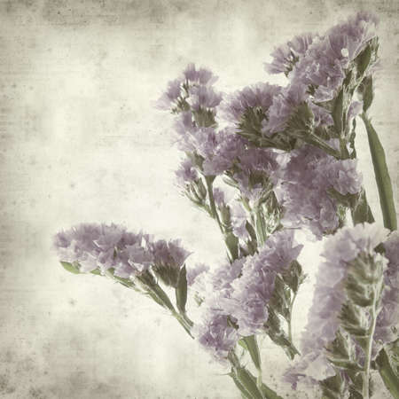 textured old paper background with limoniumの写真素材