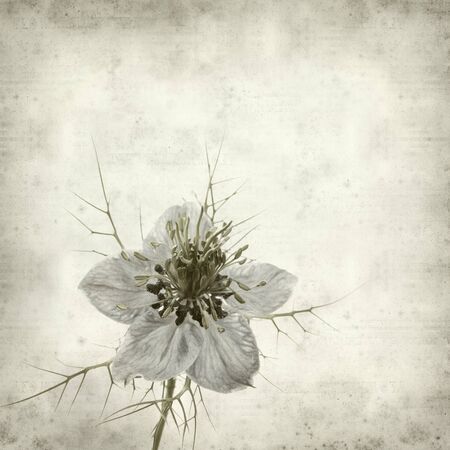 textured old paper background with nigella flowerの写真素材