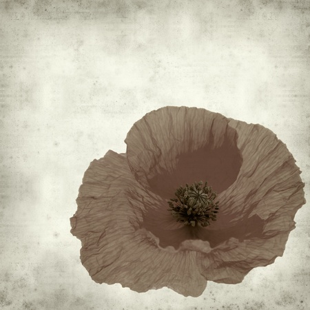 textured old paper background with red poppy flowerの写真素材
