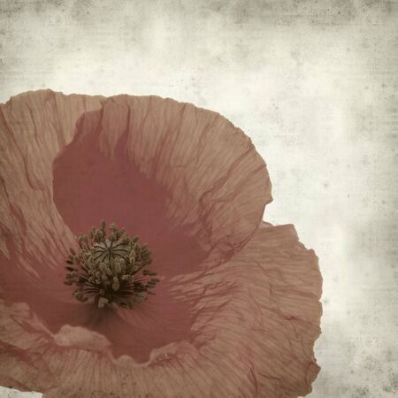textured old paper background with red poppy flowerの写真素材