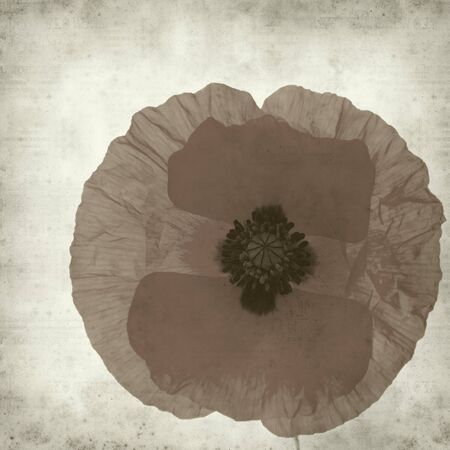 textured old paper background with red poppy flowerの写真素材