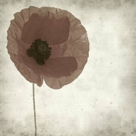 textured old paper background with red poppy flowerの写真素材