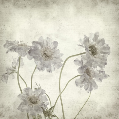 textured old paper background with blue scabiuosの写真素材