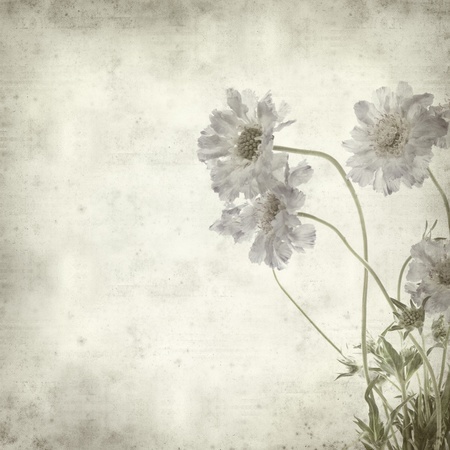 textured old paper background with blue scabiuosの写真素材