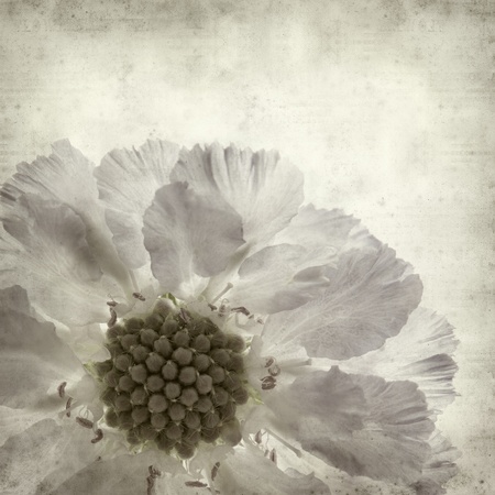 textured old paper background with blue scabiuosの写真素材