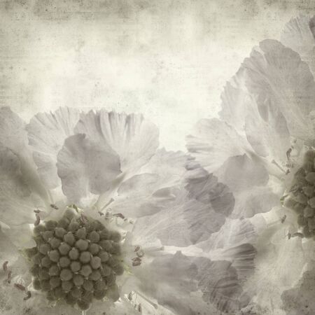textured old paper background with blue scabiuosの写真素材
