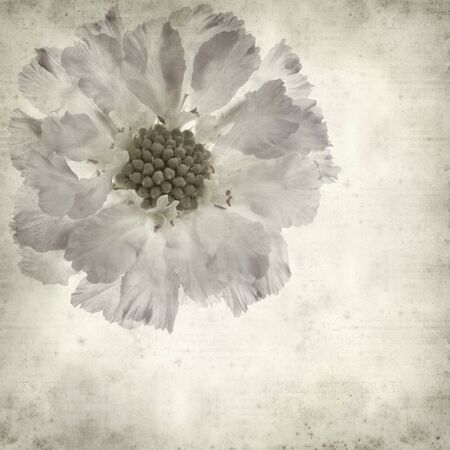 textured old paper background with blue scabiuosの写真素材