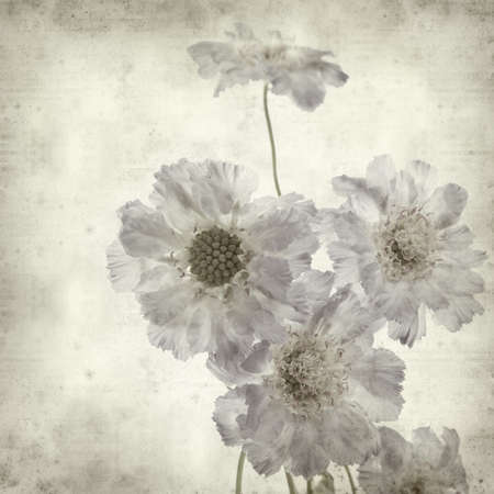 textured old paper background with blue scabiuosの写真素材