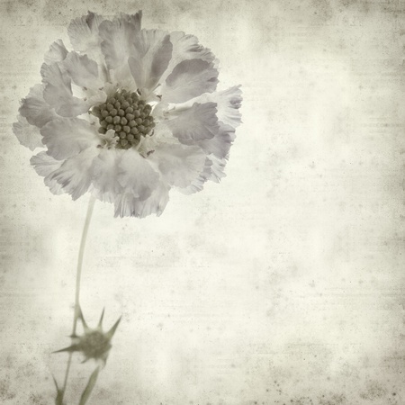 textured old paper background with blue scabiuosの写真素材