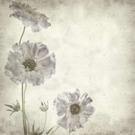 textured old paper background with blue scabiuosの写真素材