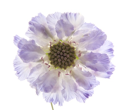 Scabiosa  isolatedの写真素材