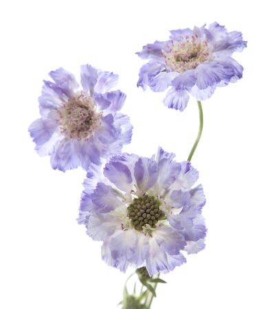 Scabiosa  isolatedの写真素材
