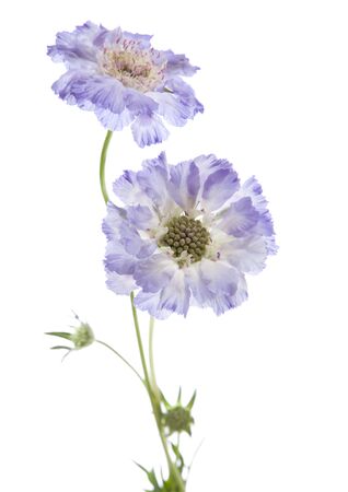 Scabiosa  isolatedの写真素材