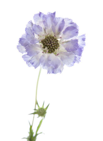 Scabiosa  isolatedの写真素材