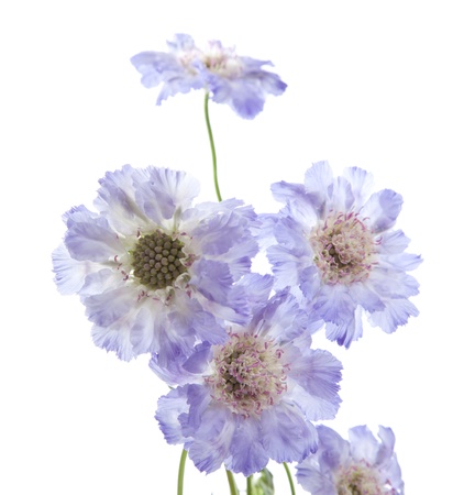 Scabiosa  isolatedの写真素材