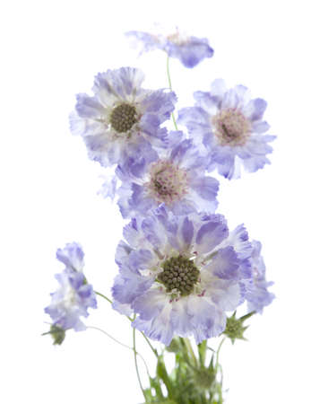 Scabiosa  isolatedの写真素材