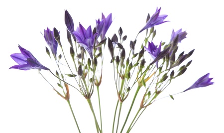 Brodiaea (cluster-lily) isolated on whiteの写真素材