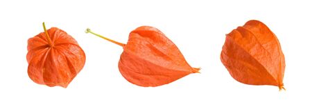 physalis - horizontal isolated border on white  の写真素材