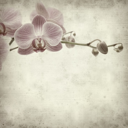 textured old paper background with pink stripy phalaenopsis orchid の写真素材