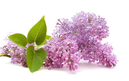 lilac branch isolated on white backgroundの写真素材