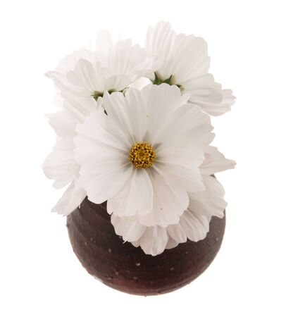 white cosmea (cosmos) isolated on whiteの写真素材