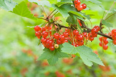 ripe redcurrant (Ribes rubrum)の写真素材