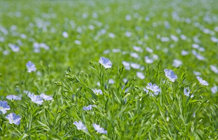 flax plants (Linum usitatissimum)の写真素材