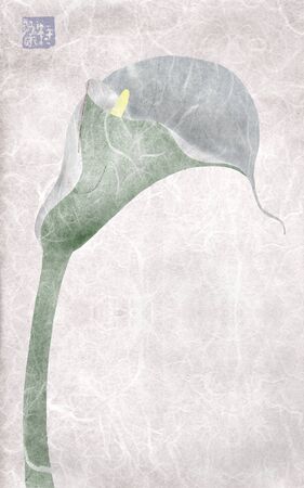 calla illustrationの写真素材