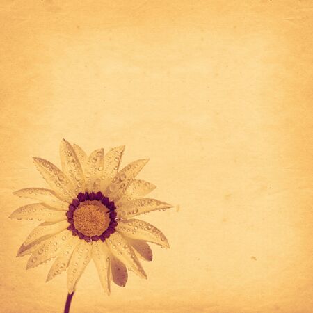  old paper background with gazania の写真素材