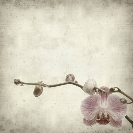 textured old paper background with pink phaleonopsis orchid flowerの写真素材