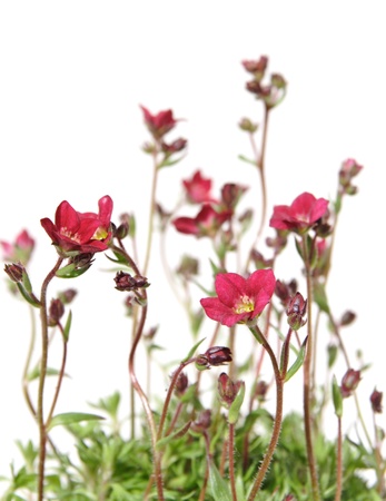 Red Saxifrage (Saxifraga) isolated on whiteの写真素材