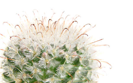 cactus about to bloom,water sprayed, isolatedの写真素材