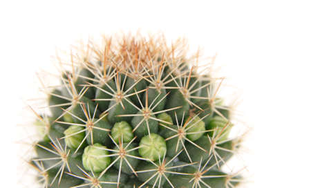 cactus about to bloom,water sprayed, isolatedの写真素材