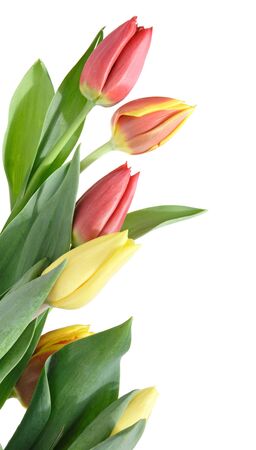  border ,yellow, variegated ,red, tulips, isolated ,whiteの写真素材