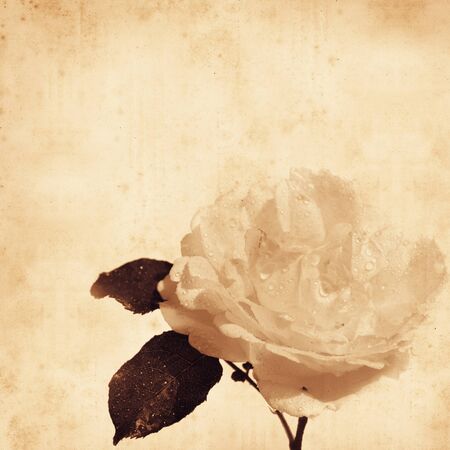  old ,paper, background ,old-fashioned, roseの写真素材