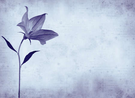  old paper background with bellflowerの写真素材