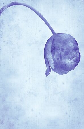 wilting tulip - hand drawing collaged with paper textureの写真素材