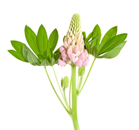 pink, lupin,e isolated ,whiteの写真素材