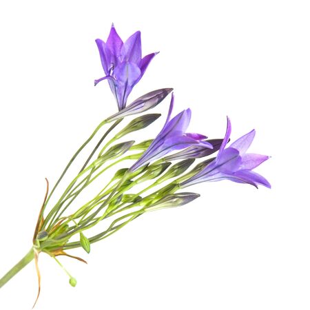 Brodiaea , clusterlilyの写真素材