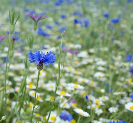 summer, meadow, background ,cornflower