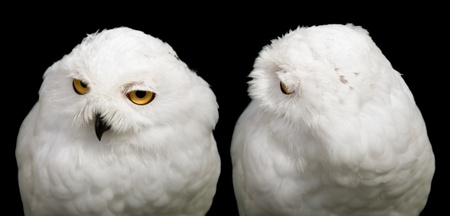 Snowy Owl (Bubo scandiacus) demonstrates his flexible neck isolated on black の写真素材