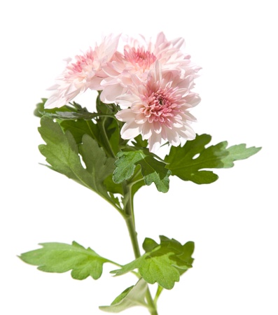 pink  spray garden chrysanthemumの写真素材