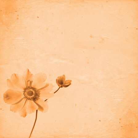 old paper background with japanese anemone antiqueの写真素材