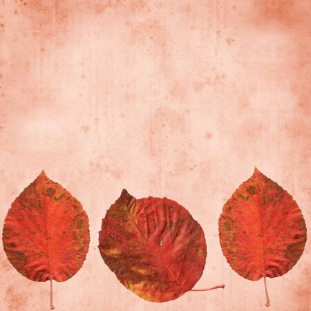 old paper background with autumn leaf border の写真素材