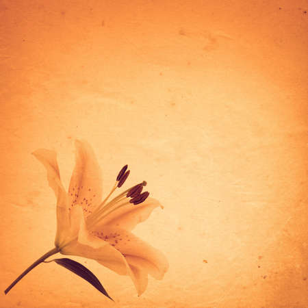 old paper background with lily flowerの写真素材