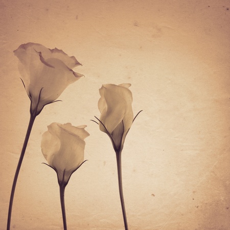 old paper background with lisianthusの写真素材
