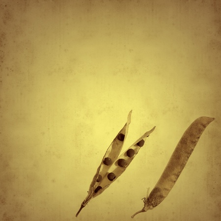 old paper background with sweetpea podsの写真素材